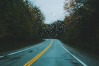 green trees in between gray concrete road