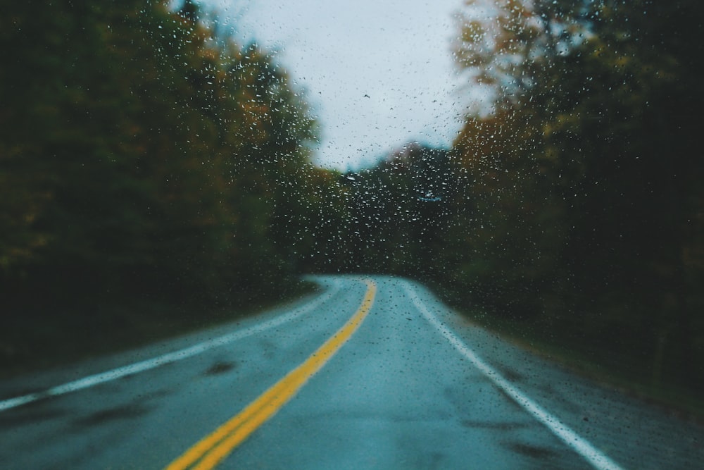 green trees in between gray concrete road