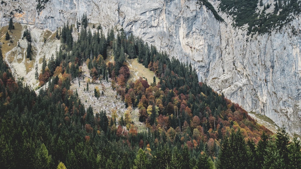 green forest near mountain during daytime