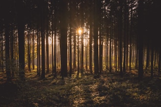 landscape photography of brown trees