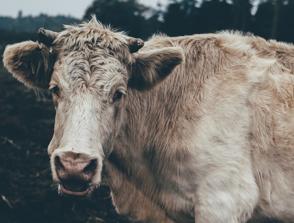 white cow during daytime