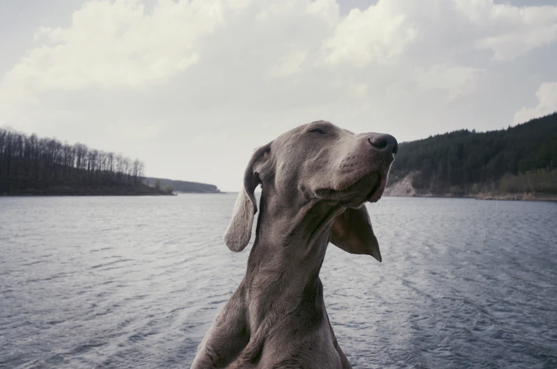 Hund und Besitzer auf einem Spaziergang