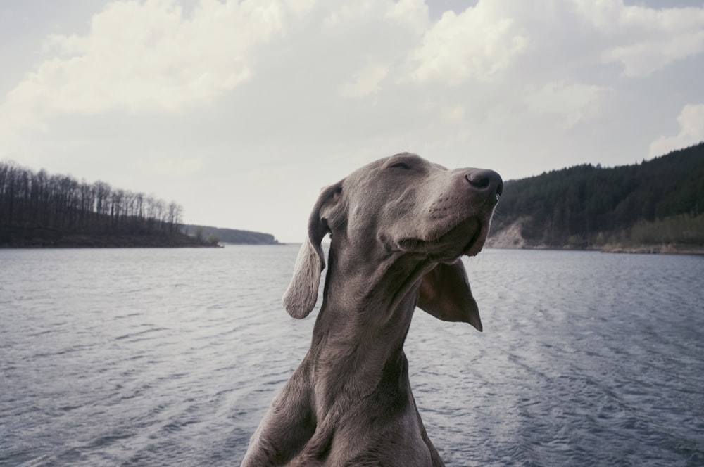grayscale photography of short-coated dog