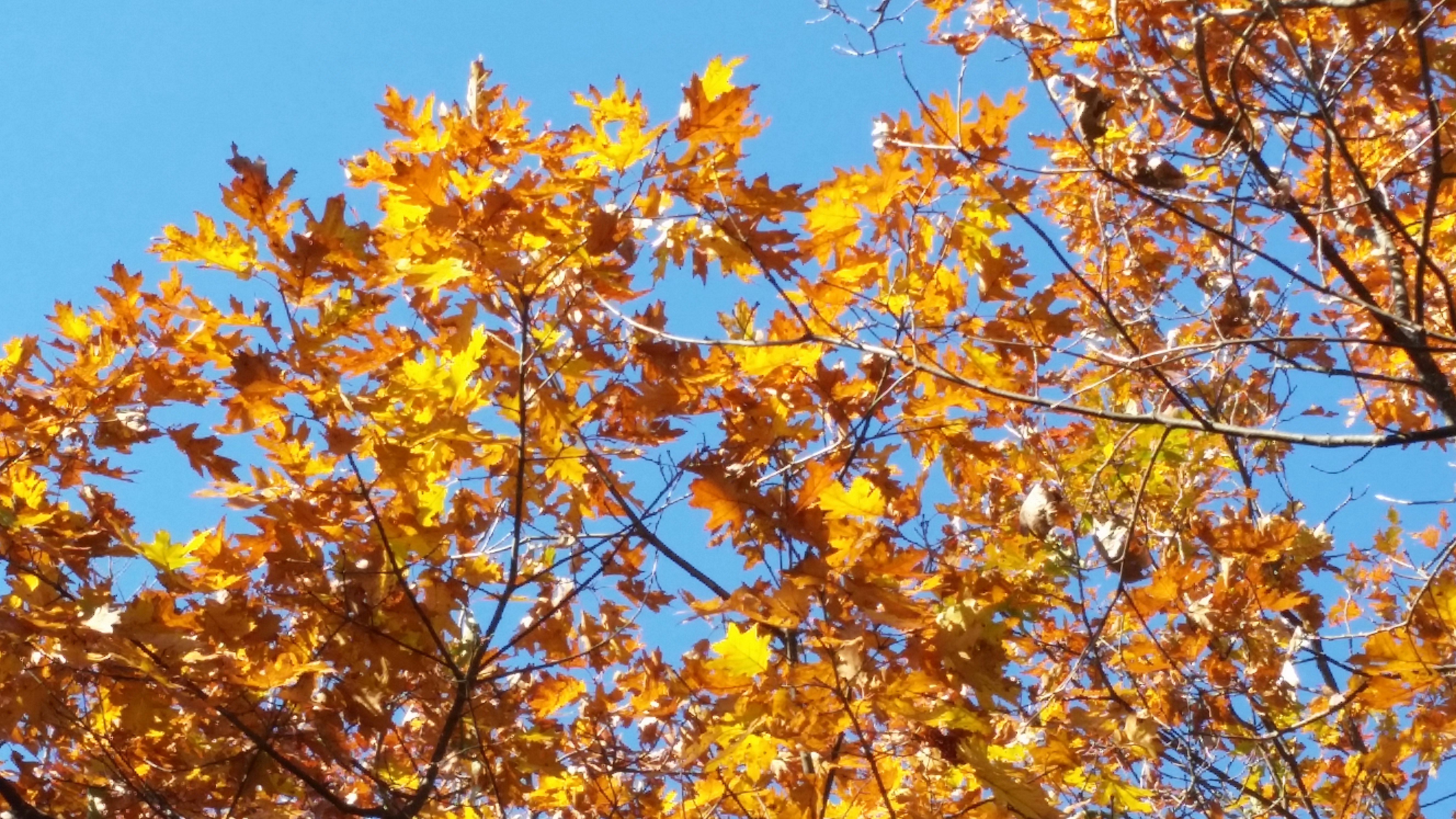 Free Unsplash photo from Cheryl Ann Shipman