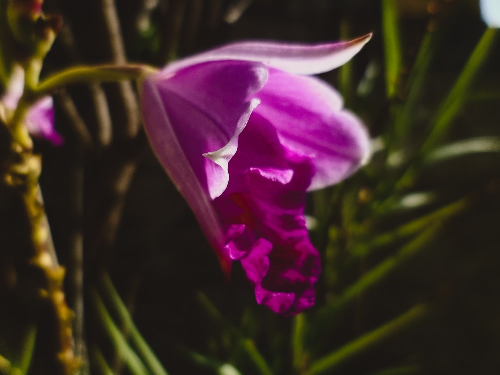 flor púrpura en lente de cambio de inclinación