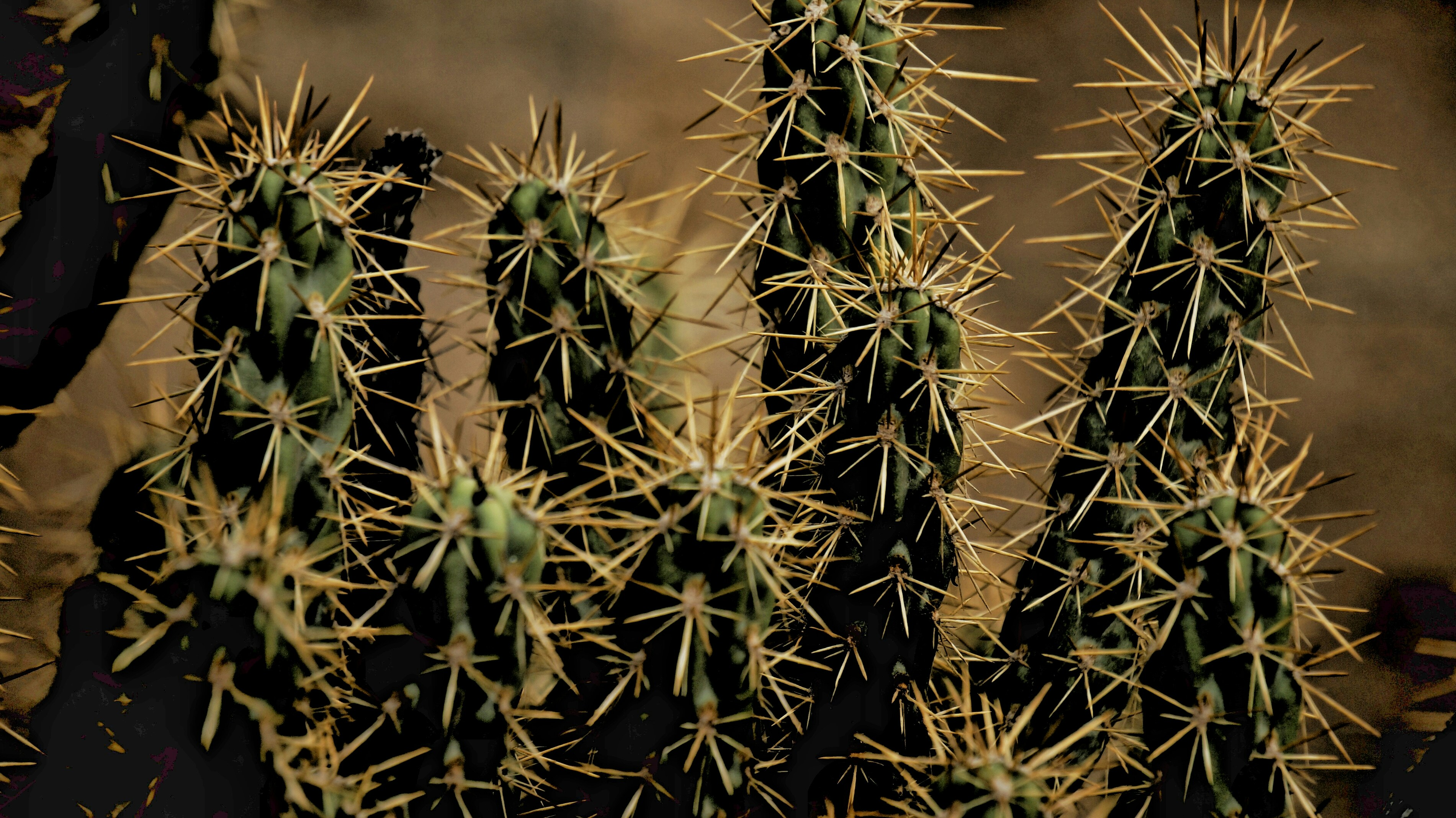 Exotic flowering cactus - Golden Barrel Cactus