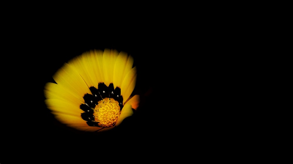 yellow petaled flower