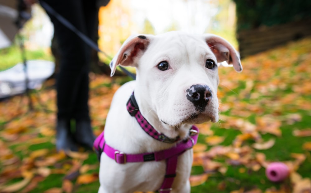 white and black american pitbull terrier mix