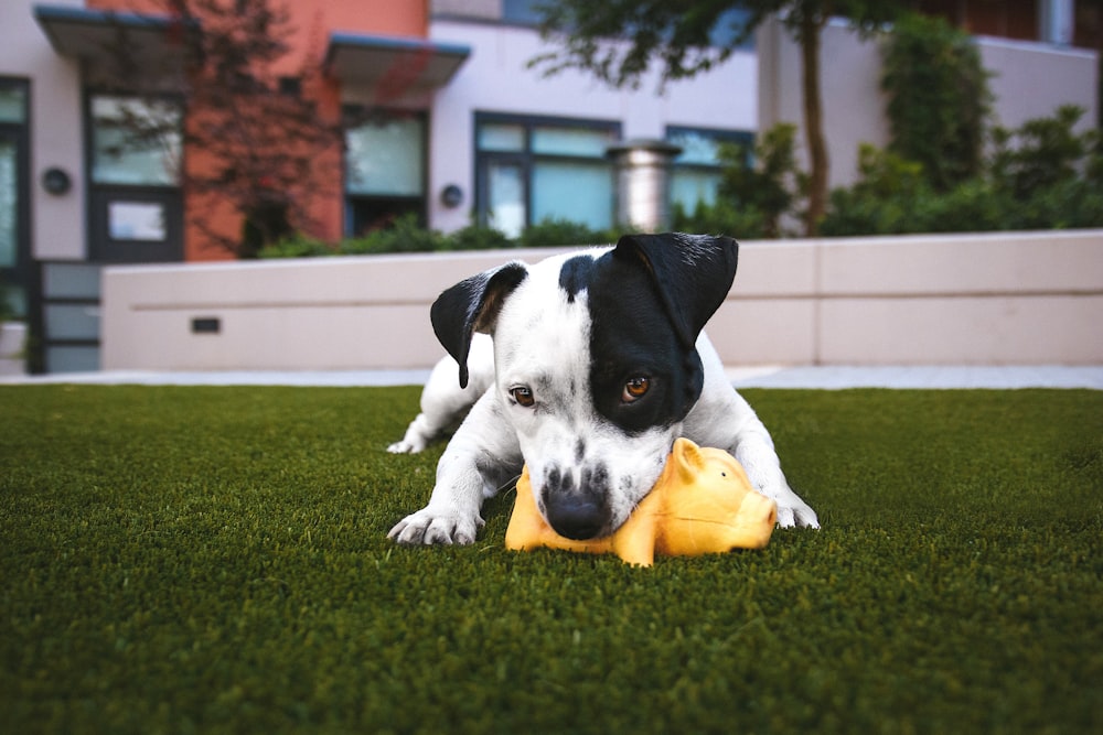 A small puppy playing with a yellow toy pig on a green lawn