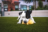 Close-up of a happy dog playing with a chew toy outdoors.