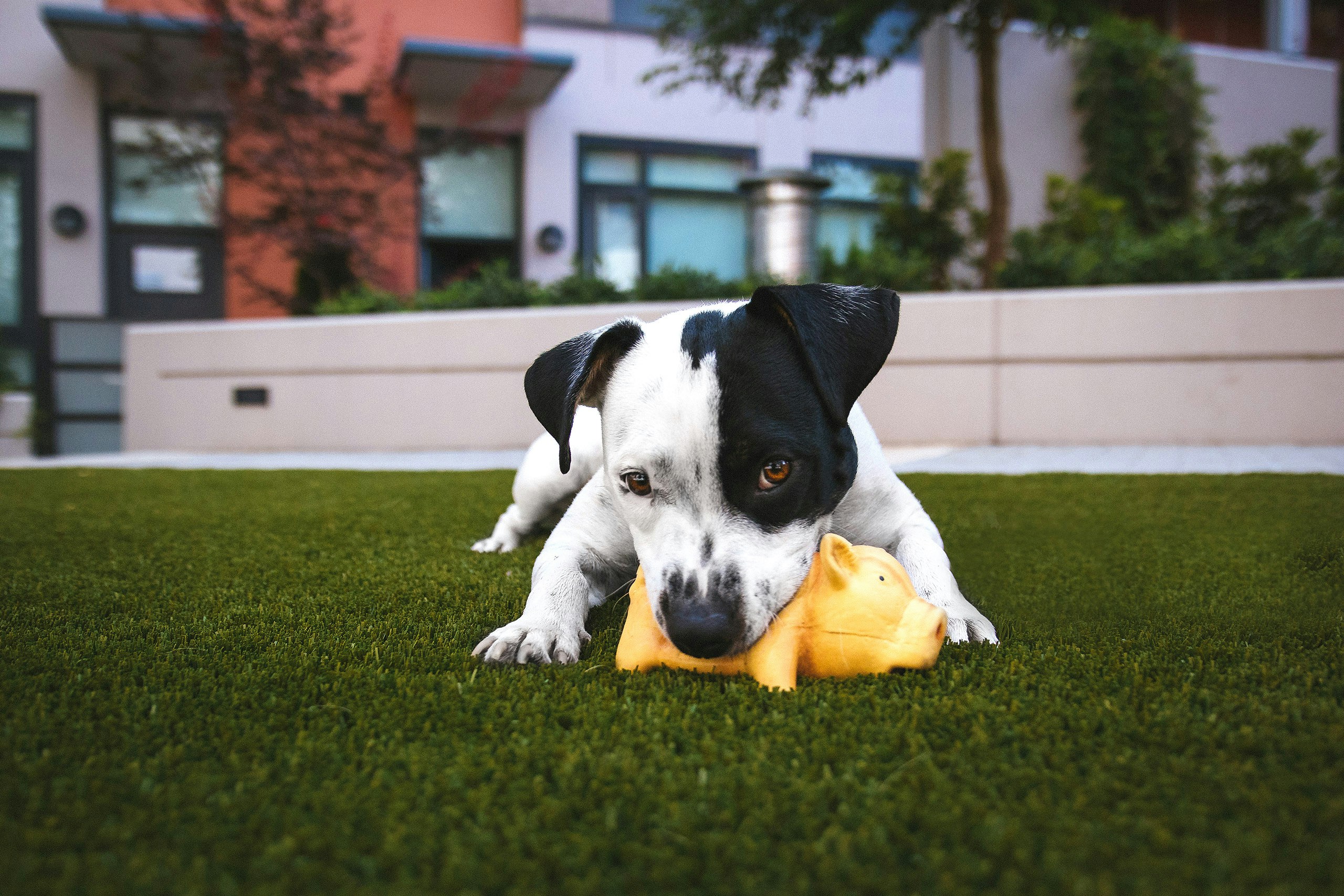 main image for the best dog toys for puppies