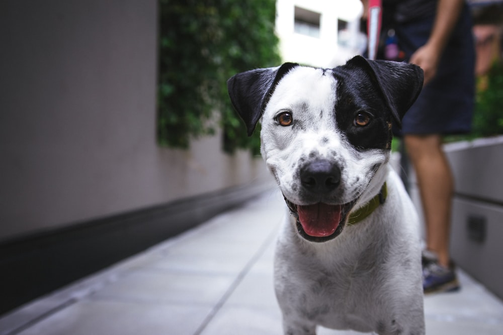 white and black American pit bull terrier at daytime