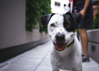 white and black American pit bull terrier at daytime