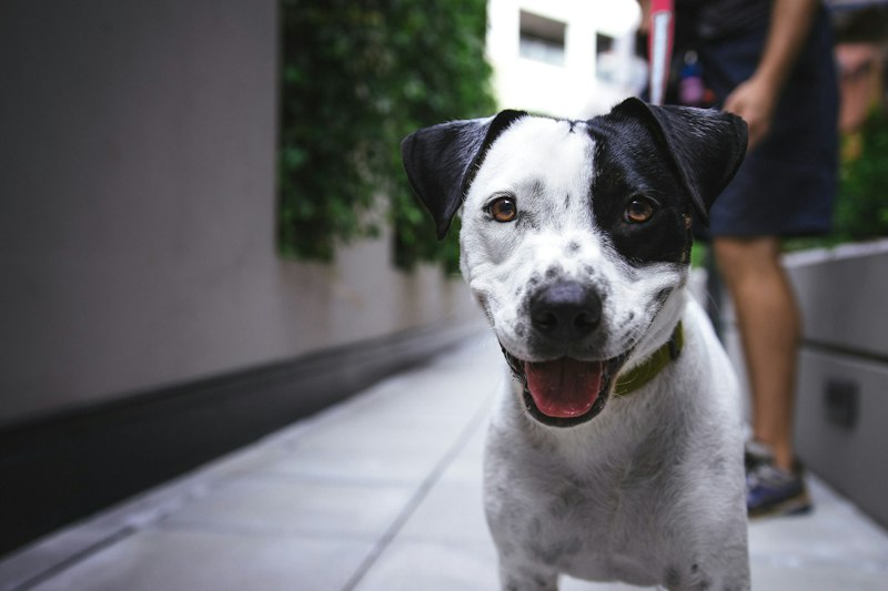 A happy dog out on a walk