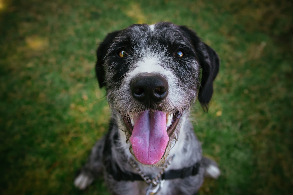 black and white short coat dog