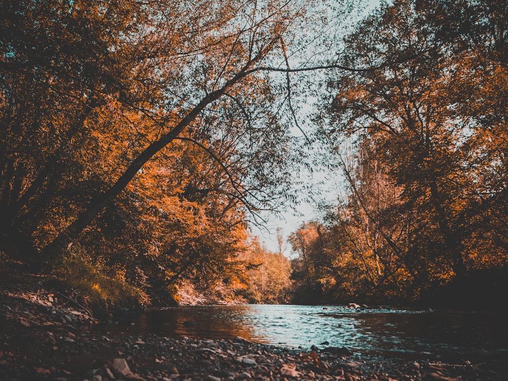 Plan d’eau entouré d’arbres bruns