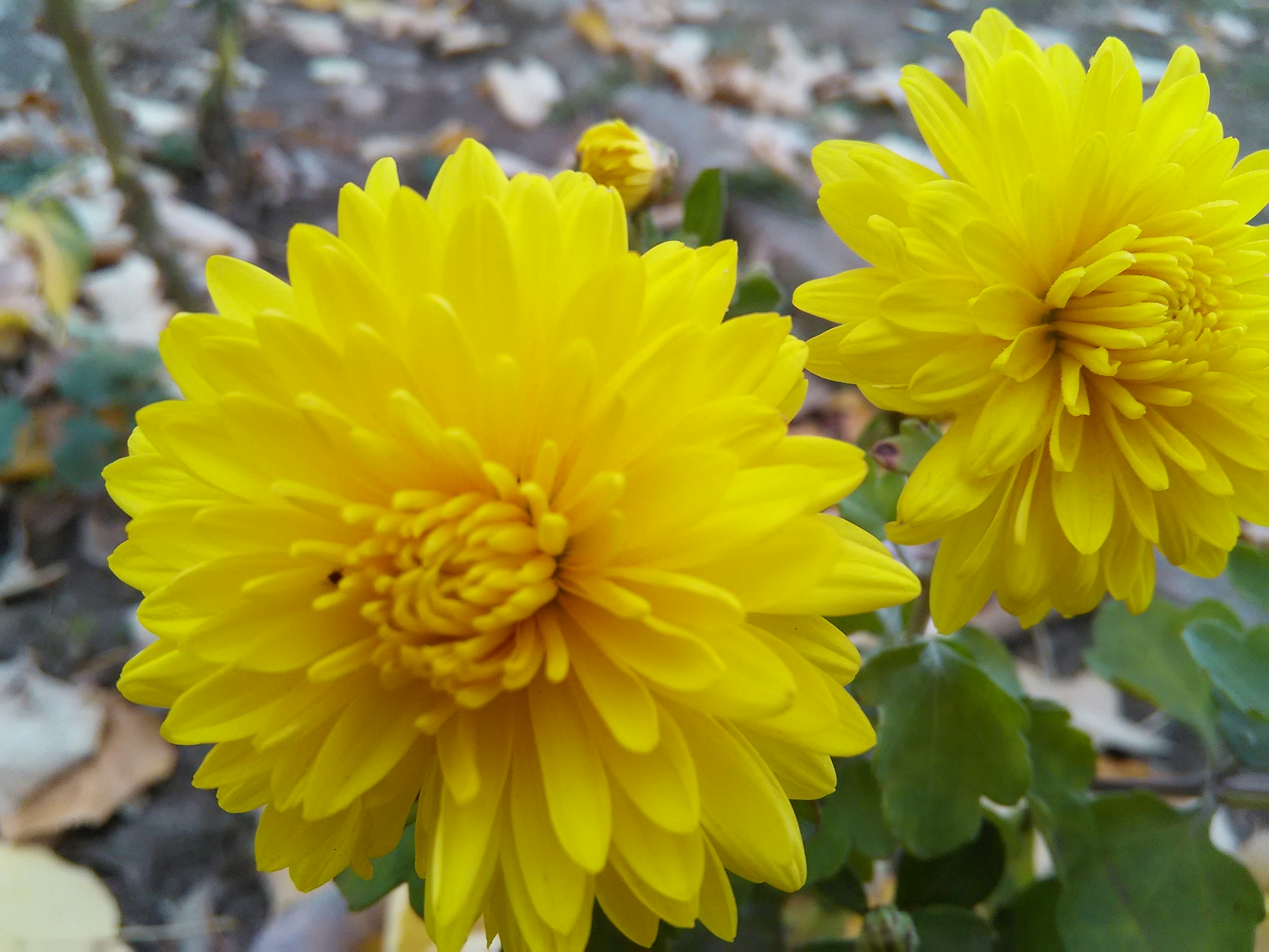 Free Unsplash photo from Halim Mustafa