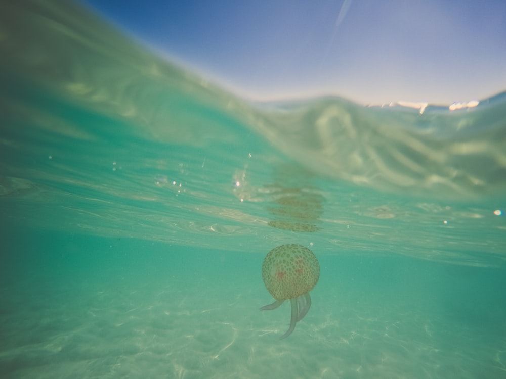 a jelly fish swimming in the ocean water