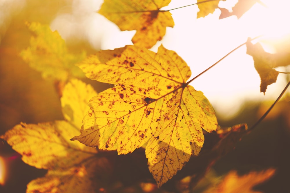 tilt-shift lens photo of yellow leaf