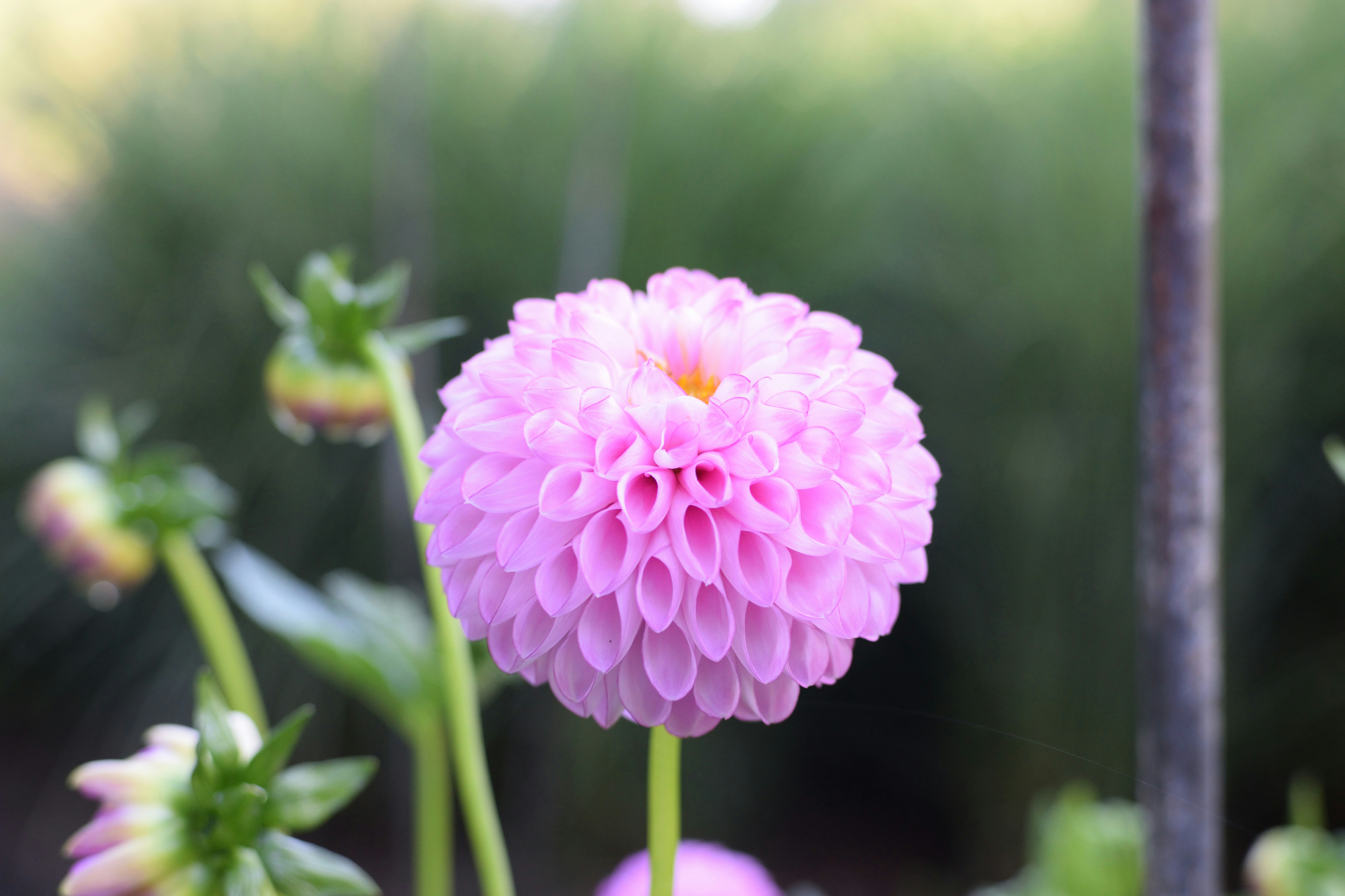 Free Unsplash photo from Alberto Casetta