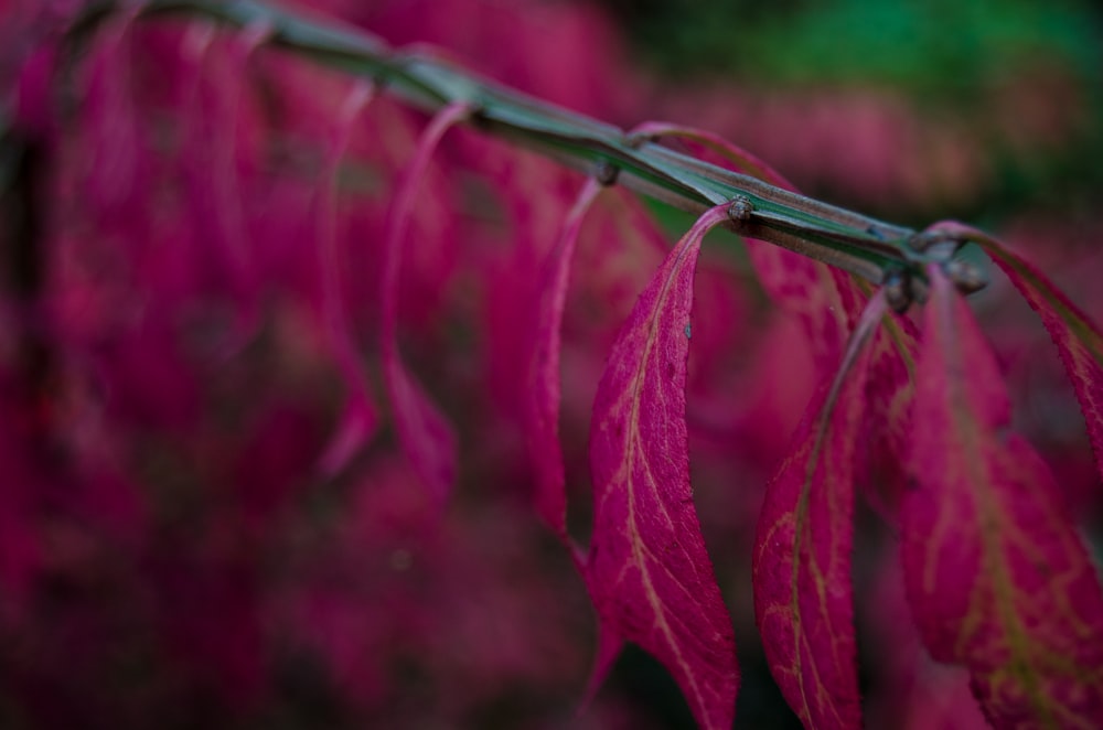 pink leaf plants