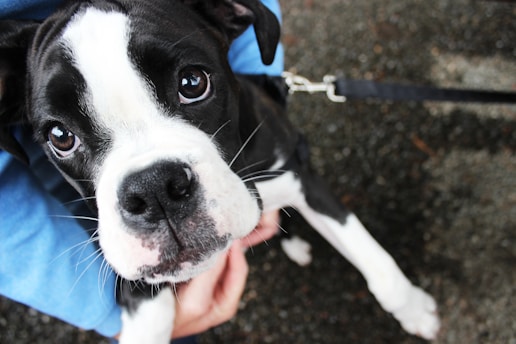 A close-up of a black and white dog with large, expressive eyes looking directly at the camera. The dog is on a leash, held by a person wearing a blue sleeve, and the background consists of textured ground.