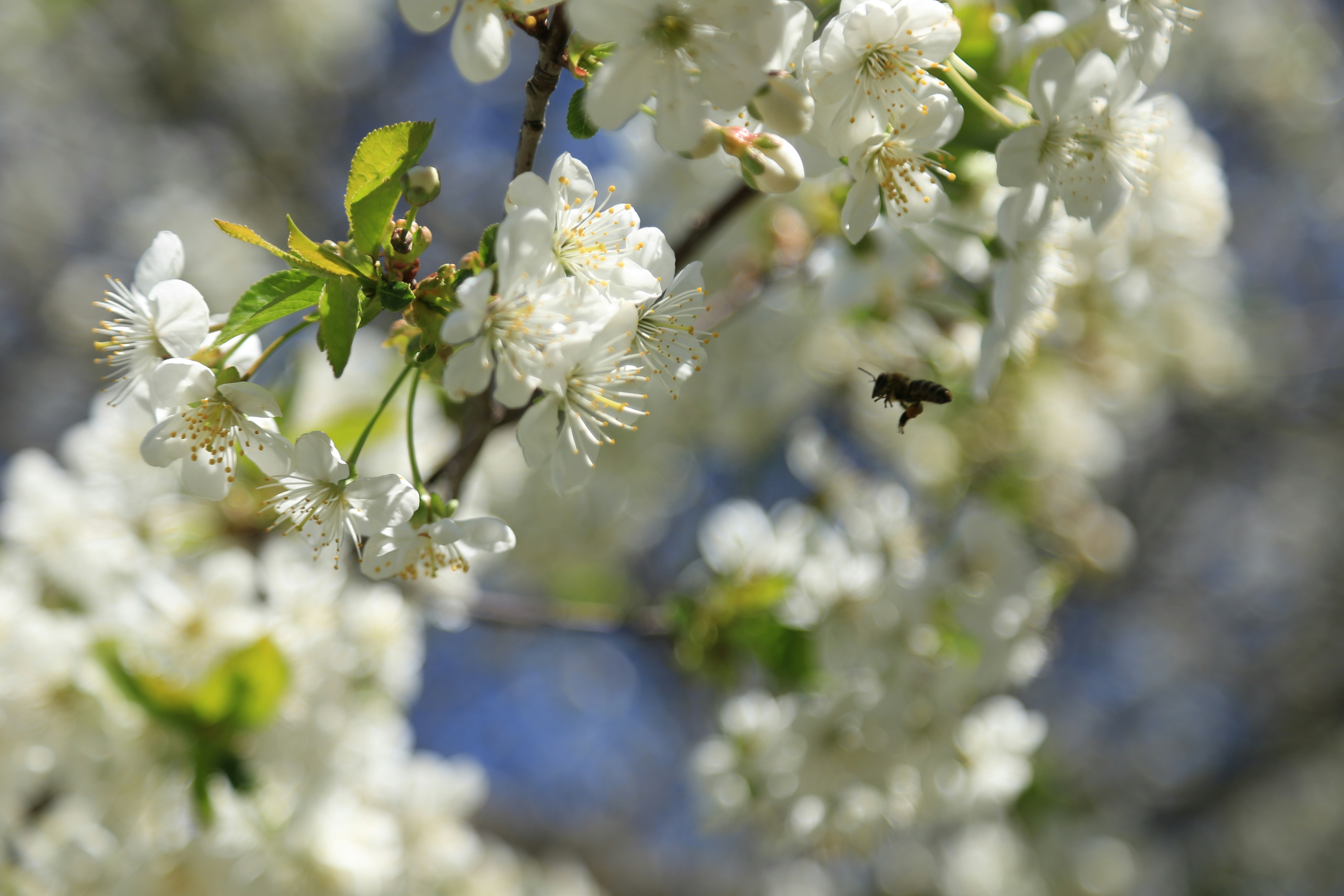 Free Unsplash photo from VideoHoney net