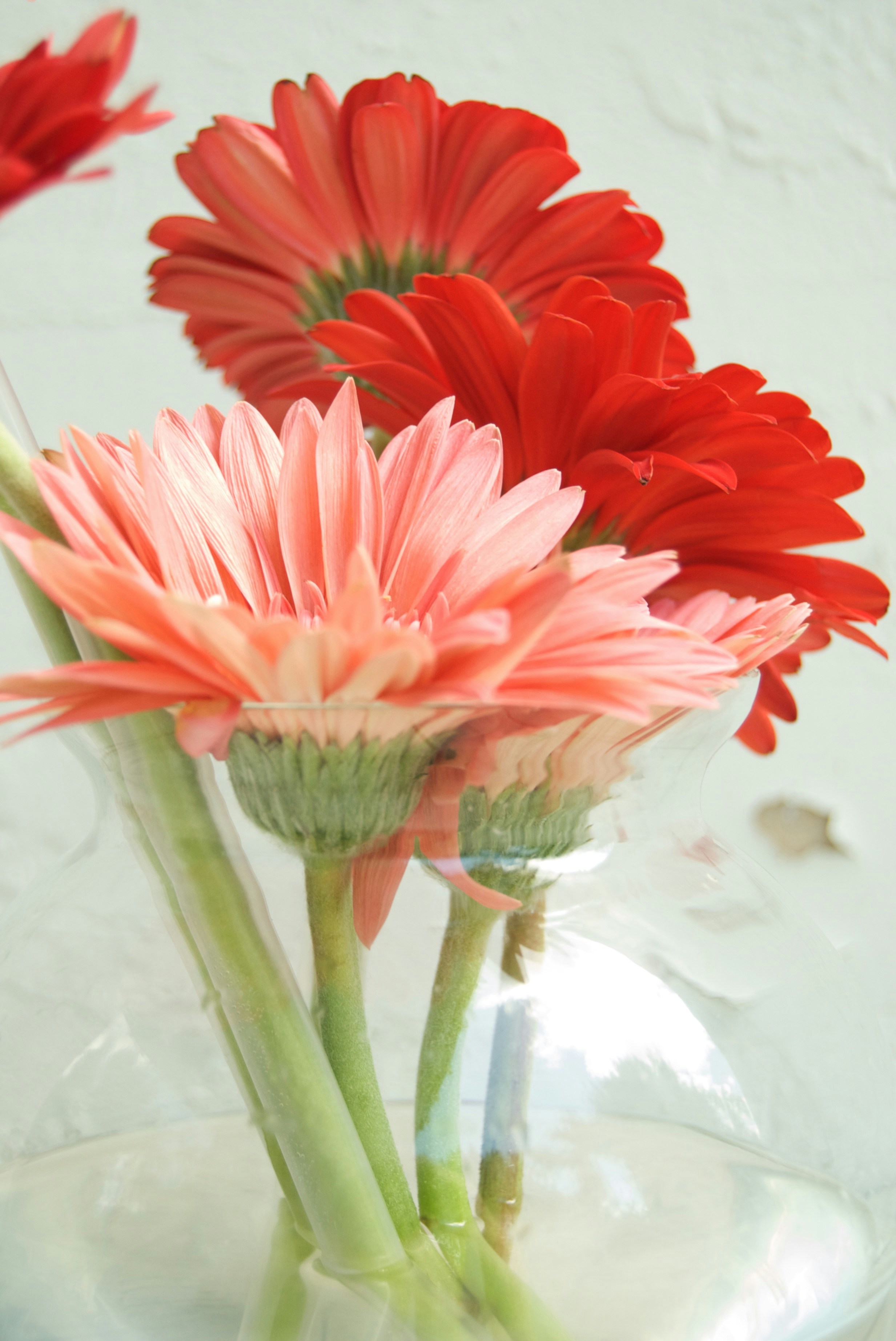 Free Unsplash photo from Green Flamingo Design