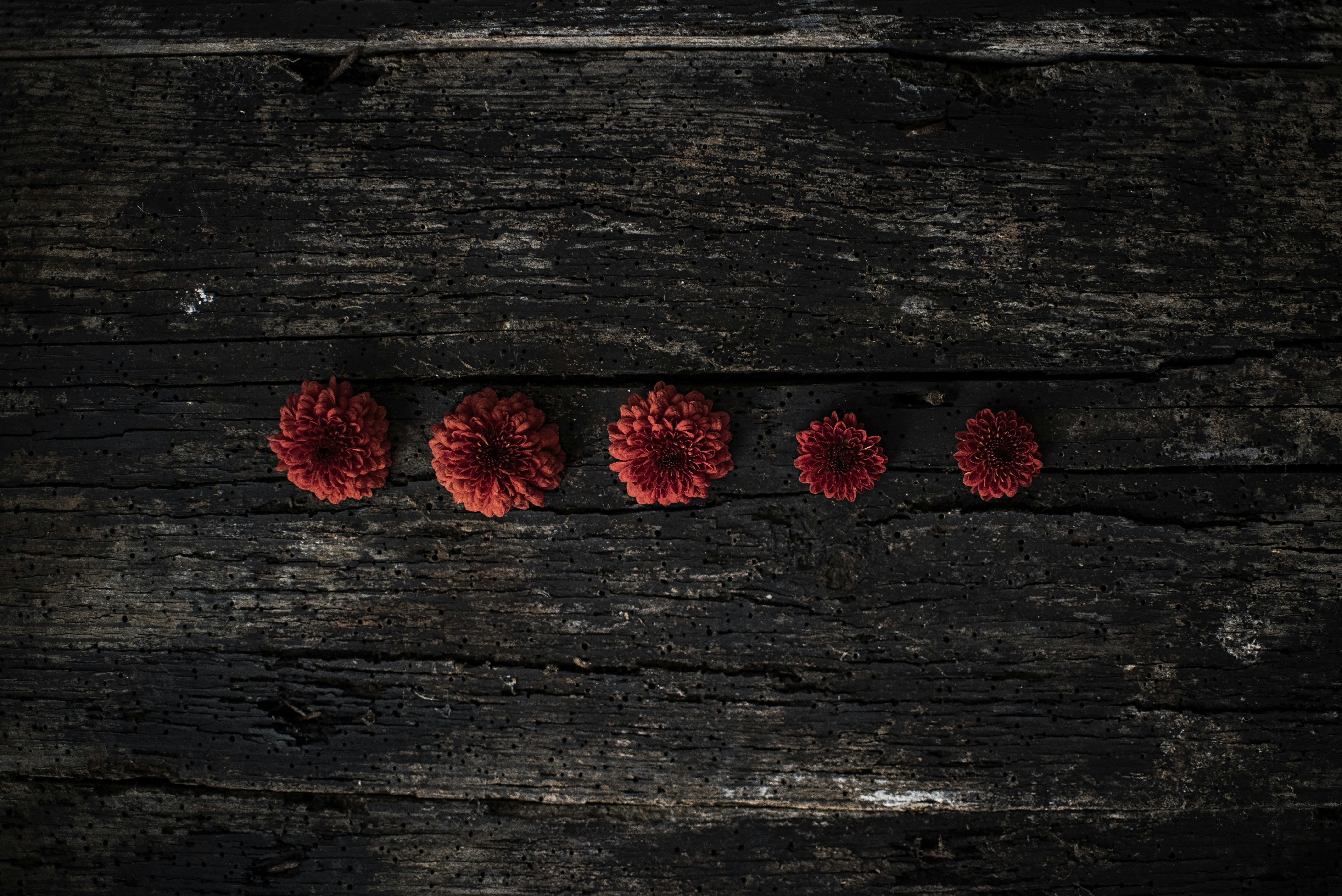 Free Unsplash photo from Kristina M M