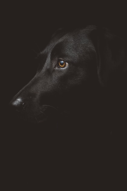 Puppy in de Winter: Bescherming, Wandelen en Tips bij Kou