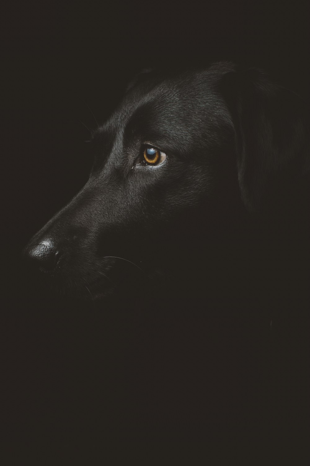 Schwarze Hundefotografie