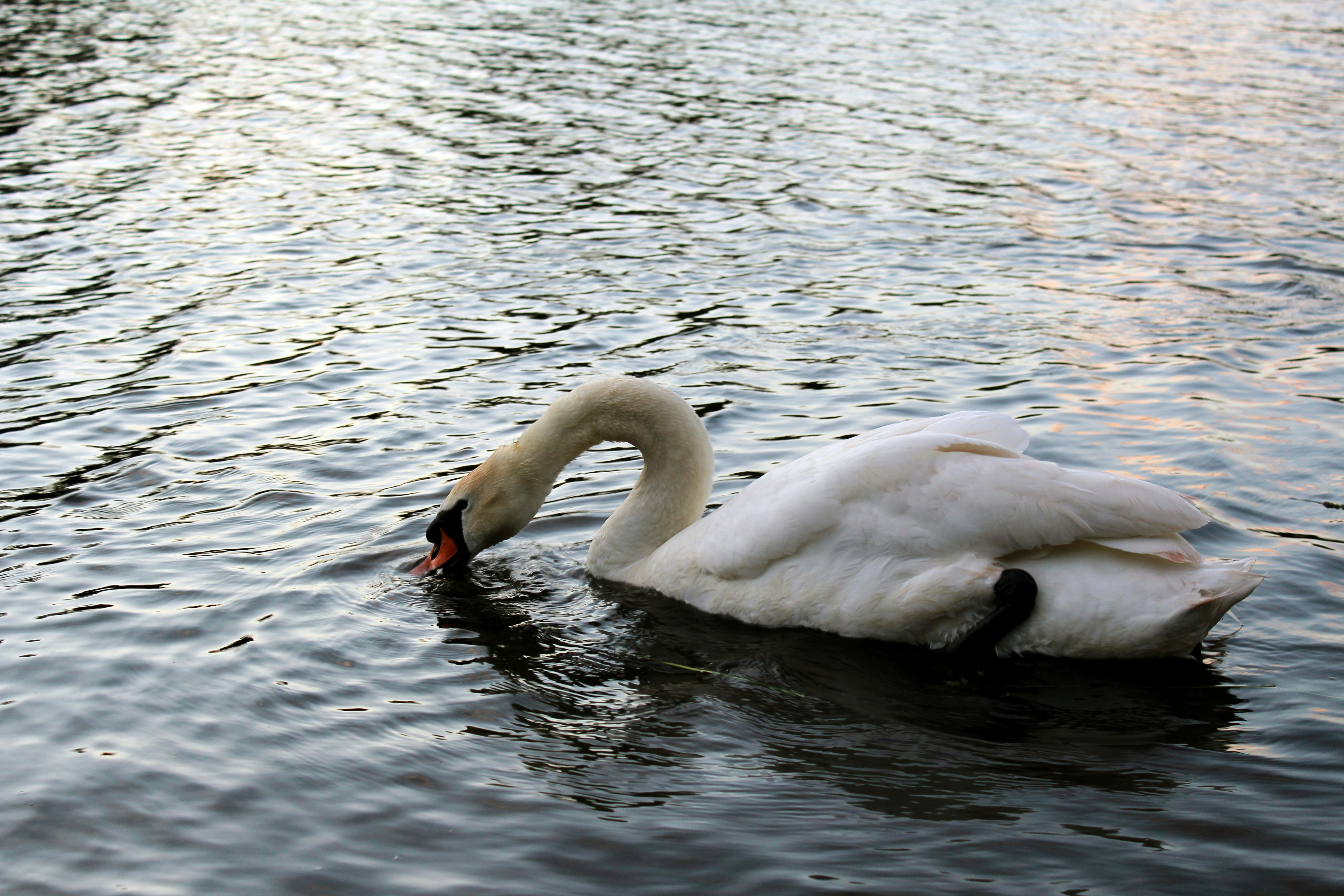 Free Unsplash photo from Matt Munson