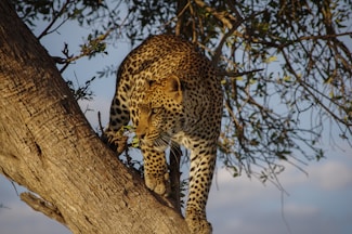 Jaguar on tree during day