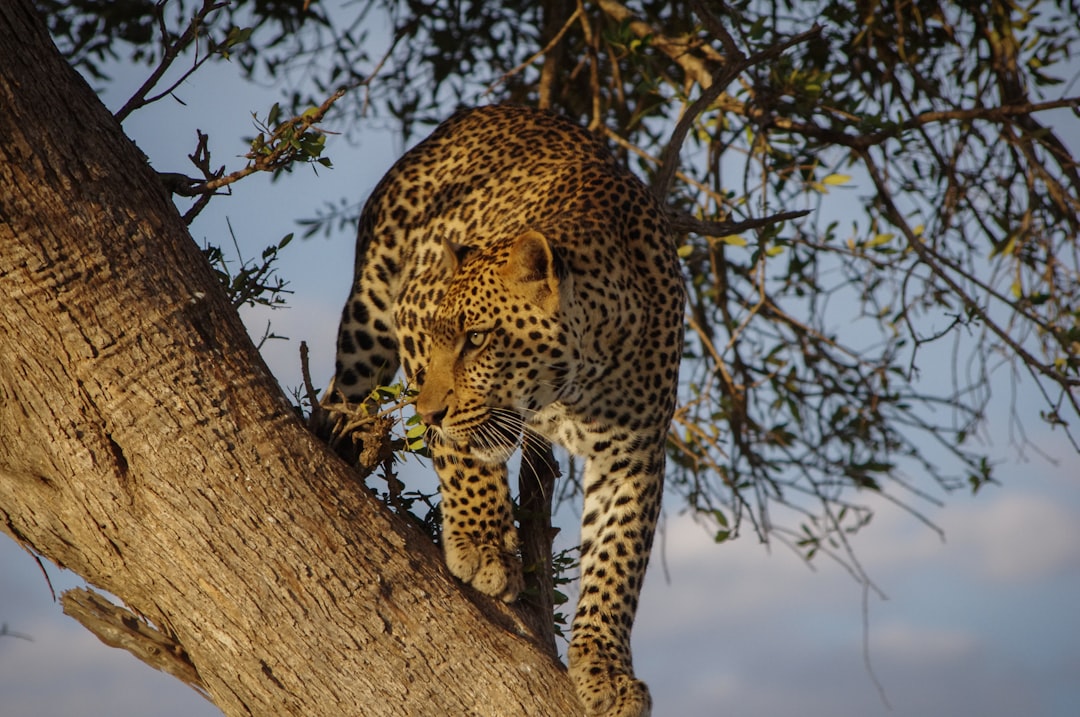 Prowling leopard on a tree