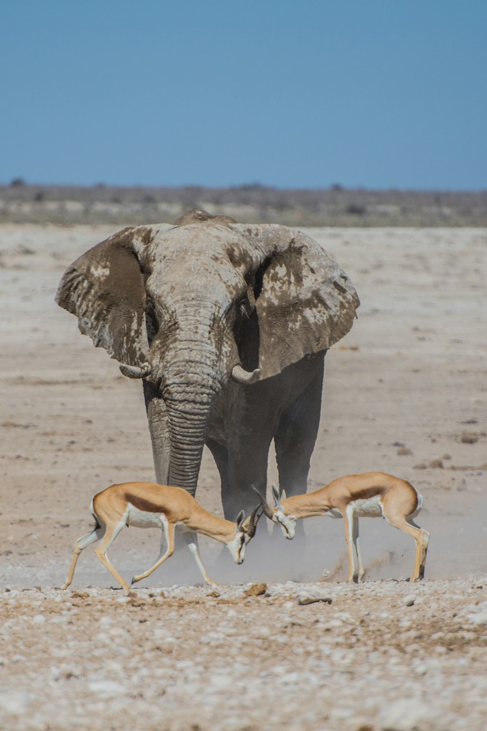 Elefante grigio vicino a due cervi