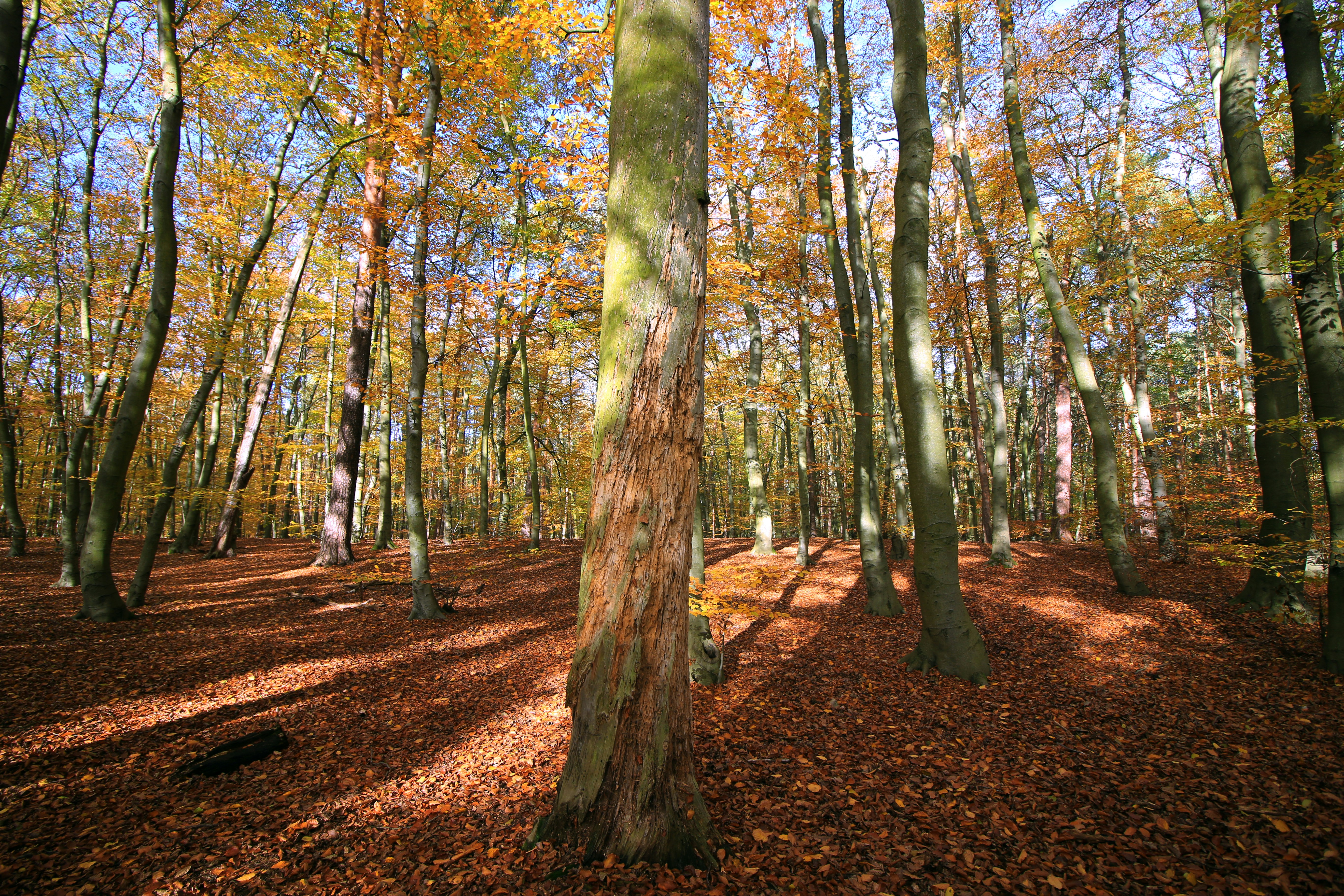 Free Unsplash photo from Raphael Bruno