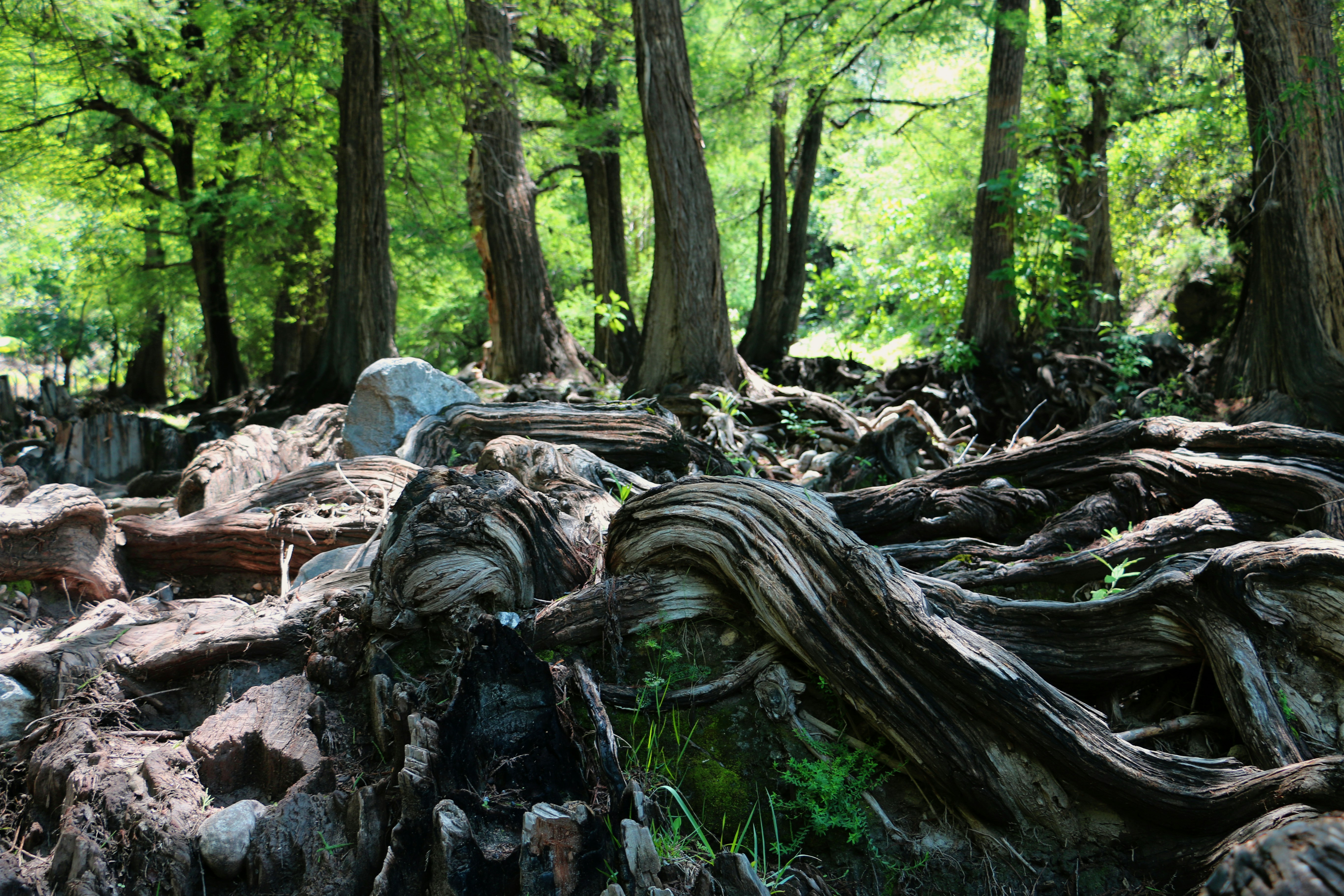 Free Unsplash photo from Raphael Bruno