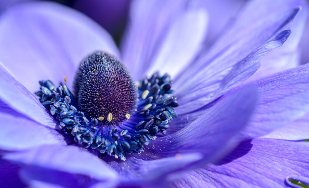 Fotografía macro de flor de pétalos púrpuras