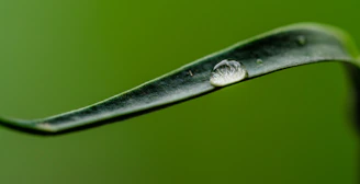 Close-up of a golden oil drop glistening on a deep green leaf under soft natural light