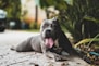 short-coated gray dog near green leafed plants