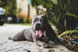 A gray pitbull lies on a stone pathway with its mouth open and tongue hanging out, looking directly at the camera. Surrounding the dog are lush green plants, and the background is blurred, suggesting an outdoor setting.