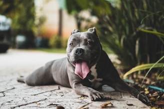 A gray pitbull lies on a stone pathway with its mouth open and tongue hanging out, looking directly at the camera. Surrounding the dog are lush green plants, and the background is blurred, suggesting an outdoor setting.