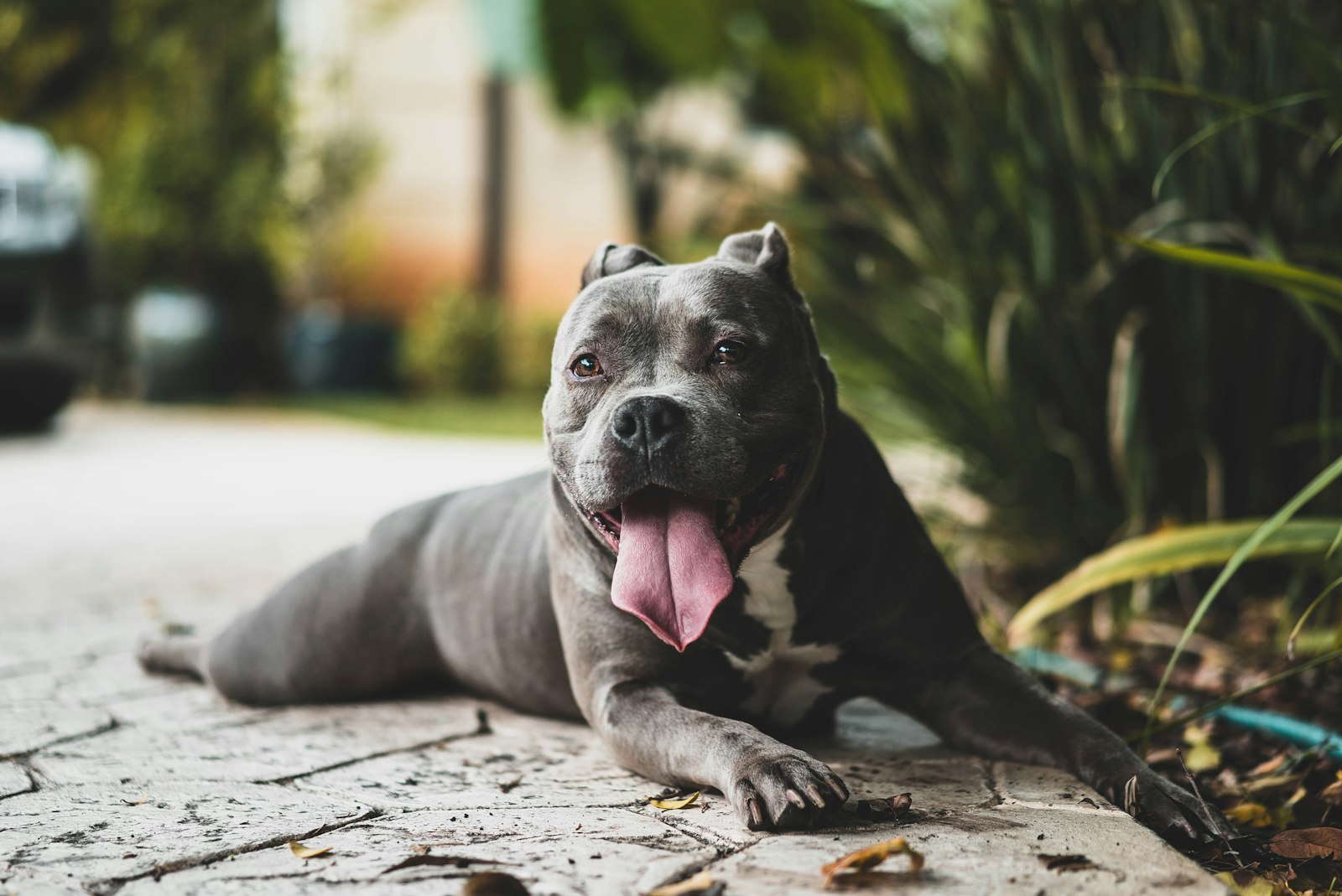 Sony a7S II + Sony Sonnar T* FE 55mm F1.8 ZA sample photo. Short-coated gray dog near photography