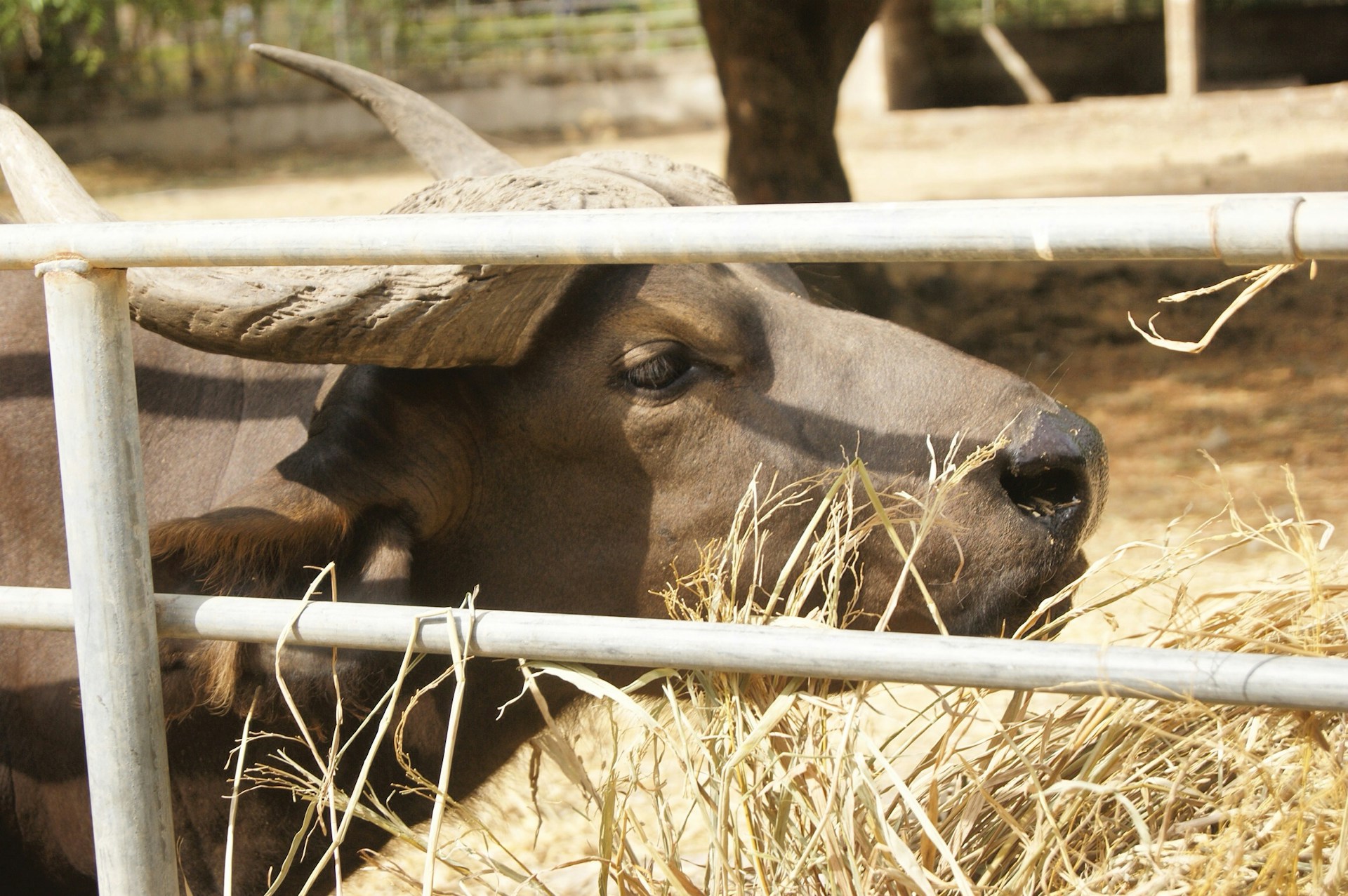 A buffalo is standing behind a metal fence, chewing on dried grass. The animal's large horns curve gracefully back from its head. Sunlight casts shadows on its face, and the brown tones of its hide contrast with the light color of the straw.