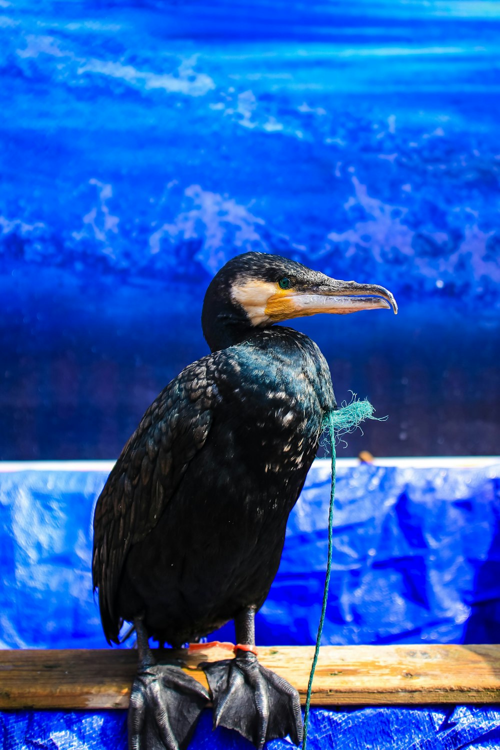 pato preto e amarelo em pé na prancha bege