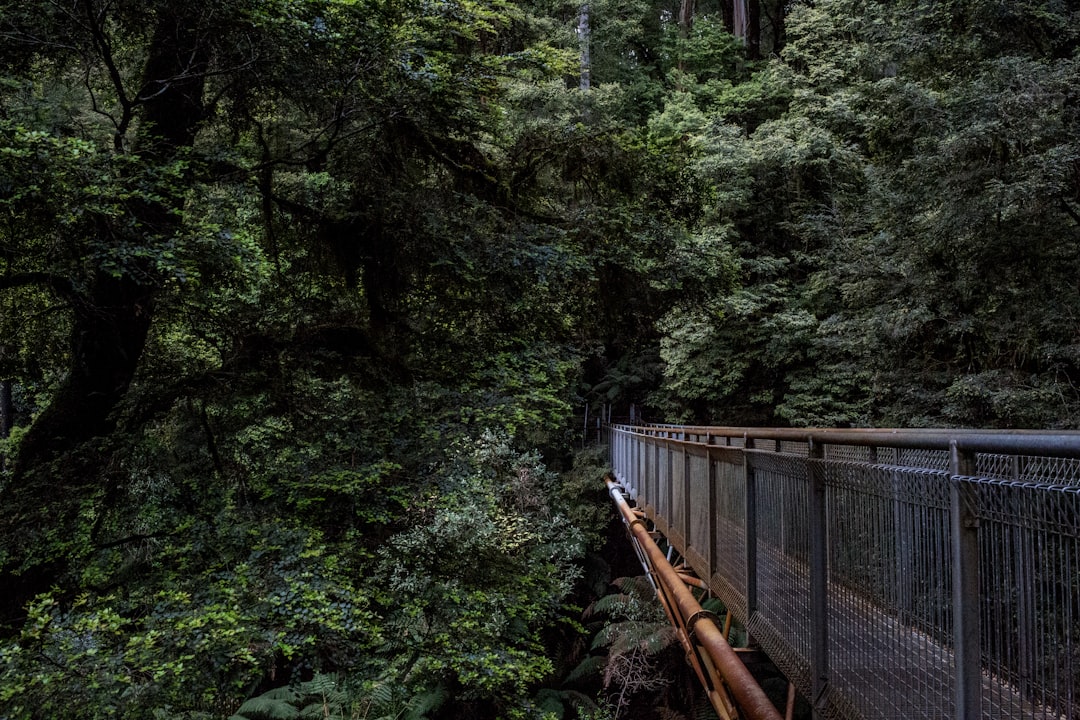 Jungle photo spot Otway Fly Treetop Adventures Apollo Bay