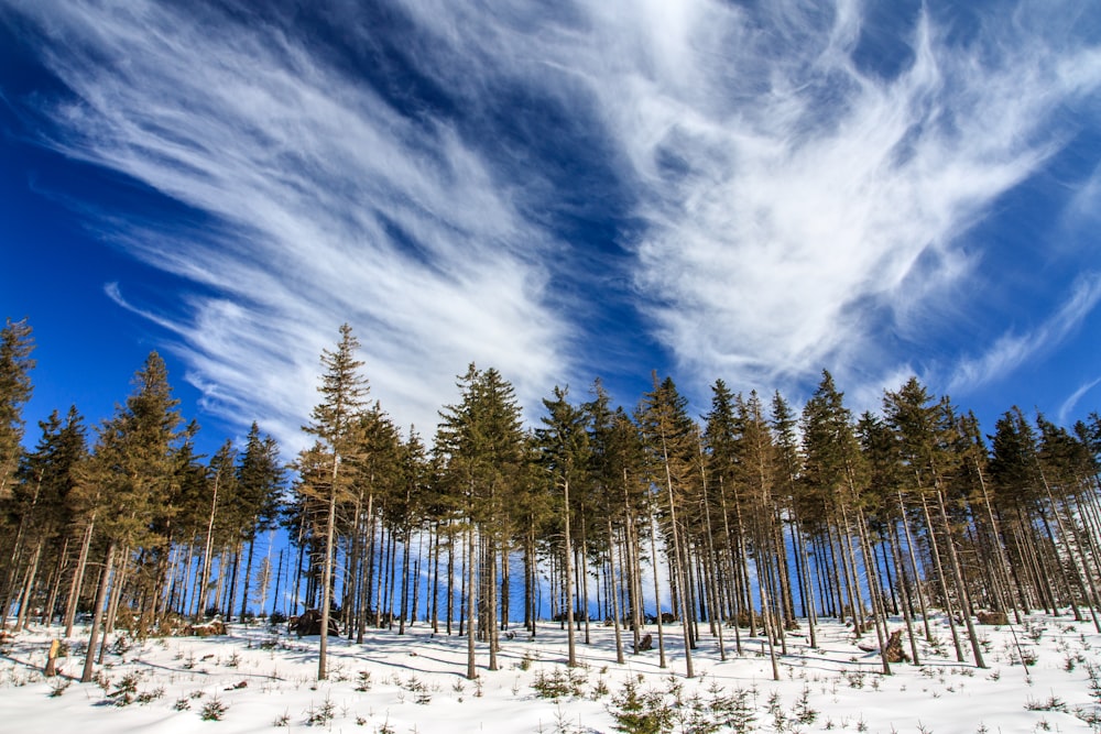 fotografia ad angolo basso dei pini sotto il cielo blu e bianco