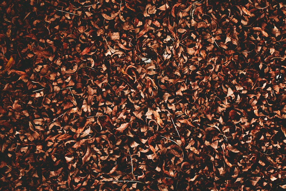 aerial view of brown leaves