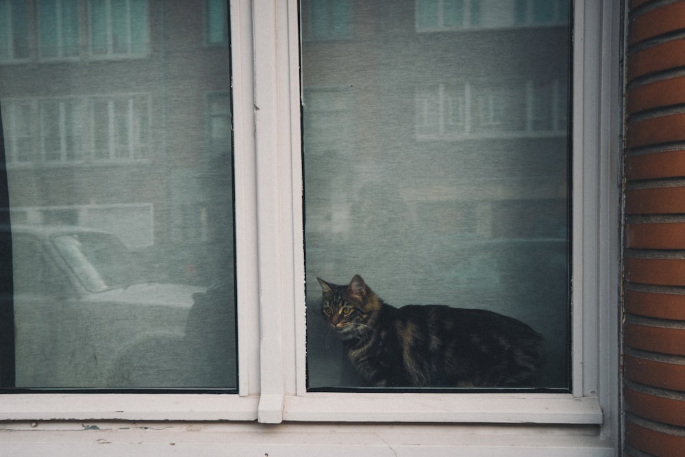 ショートファーの黒と猫が閉じた窓の近くにいる