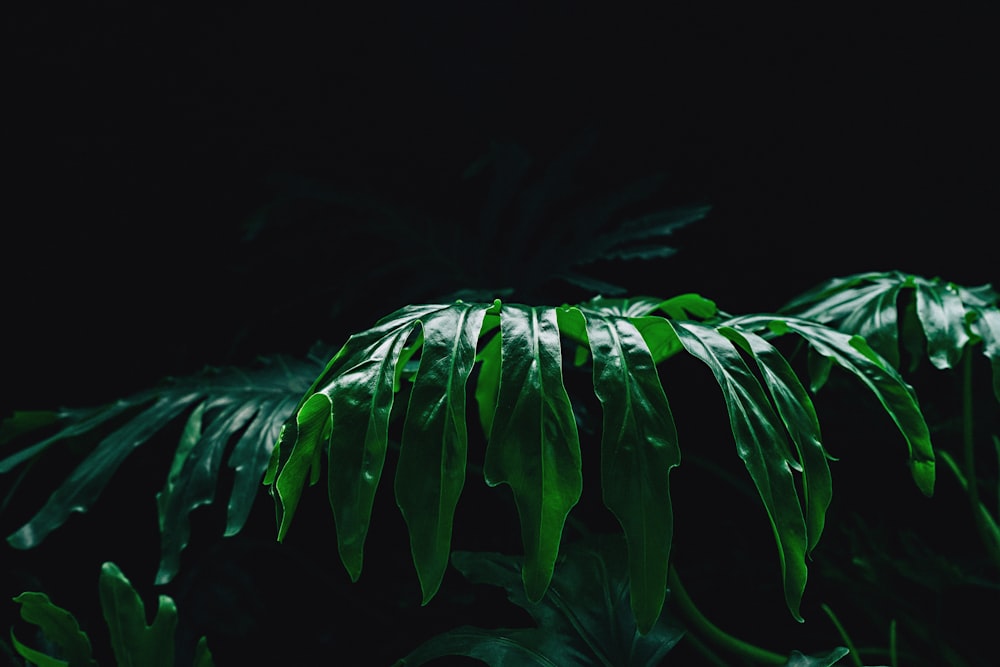 close up photo of green leaf plant